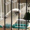 ホワイトが綺麗なセキセイインコ