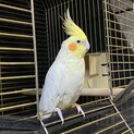 オカメインコ(ルチノー／雌) ※里親様決定しました