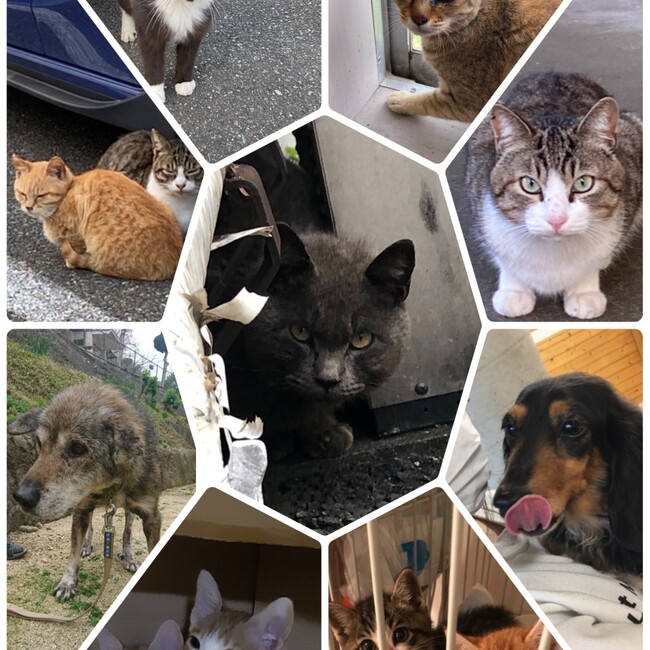 動物愛護団体 Animal ENSHIAのカバー写真