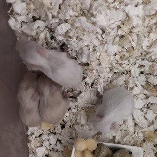 ゴールデンハムスター