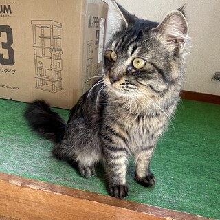 再募集です！キジトラ長毛７ヶ月の子猫です！