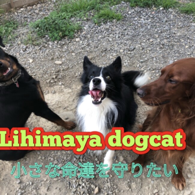 lihimaya dog cat のカバー写真