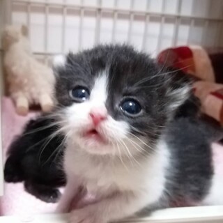 キュートなハチワレガール