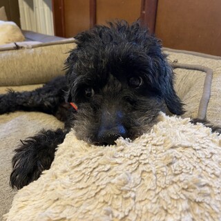 おもちゃ大好き！陽気なAdagio♪