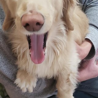 ひとりぼっちになりたくないダックスちゃん