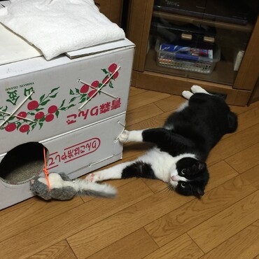 ドライシャンプーにフロントライン、そして初めての爪切り(^^)隔離終了！