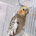 オカメインコ2羽