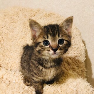 推定3月1日生まれ！キジトラ　縁（ゆかり）ちゃん