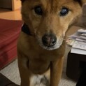 人懐っこい子です。家族に迎えてください。