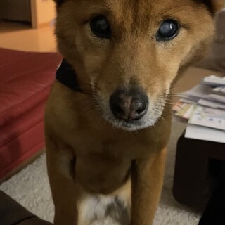 人懐っこい子です。家族に迎えてください。