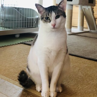 体型アビシニアン風味⁈ 人馴れ抜群 小町♀2〜3歳