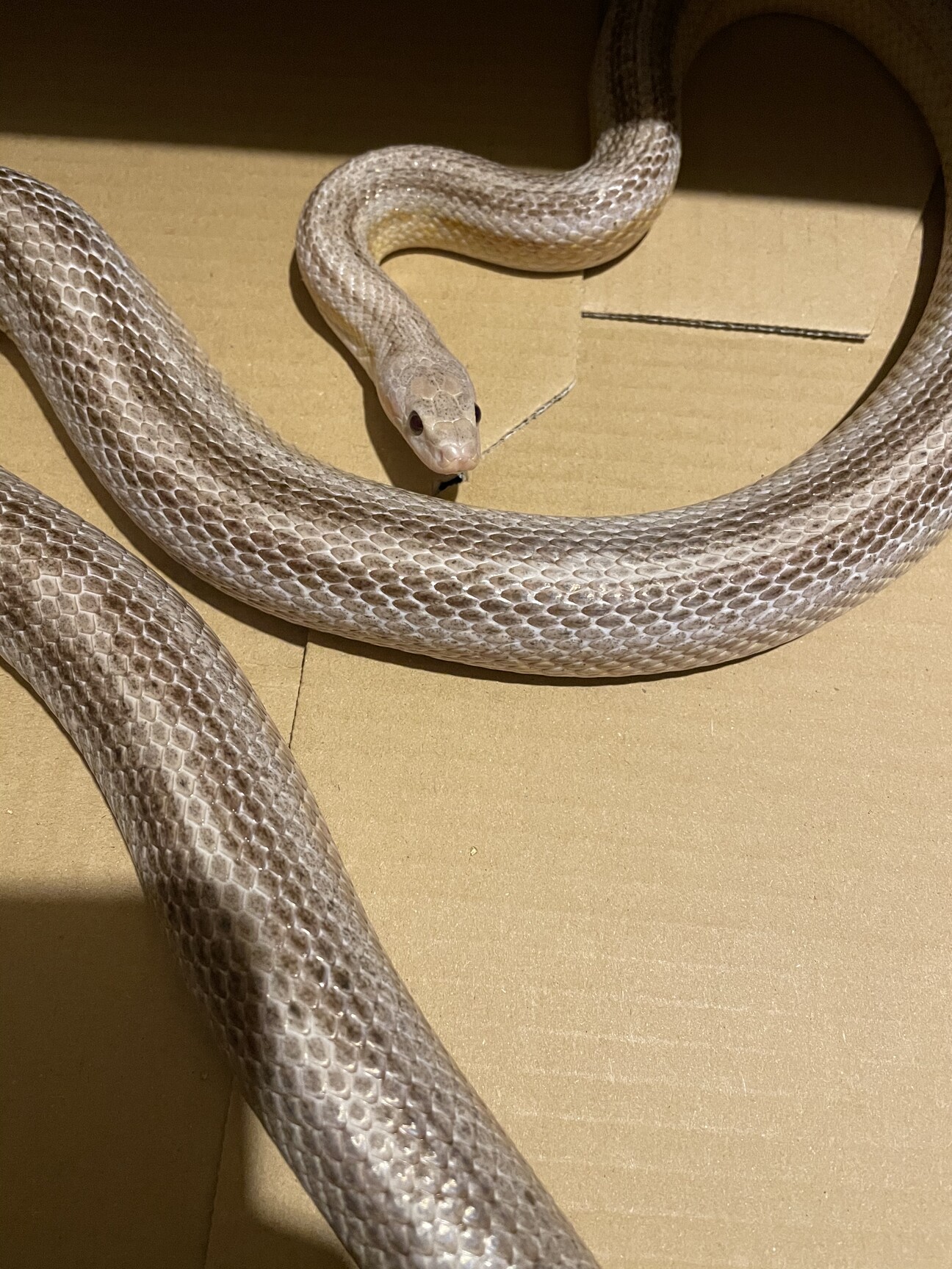 コーンスネークの里親さん 東京都 爬虫類 他の里親募集 ペットのおうち 月間利用者150万人