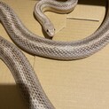 コーンスネークの里親さんを募集です