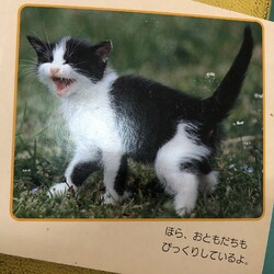 12回目のフロントラインから3ヶ月　