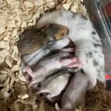 ハムスター　赤ちゃん里親募集