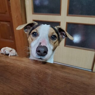 ジャックラッセル　あきおくん