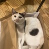 やっと慣れてきた保護猫たまちゃん