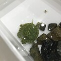 3cm赤ちゃんミシシッピアカミミガメ