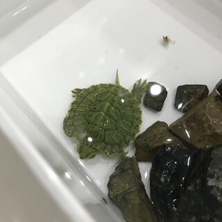 3cm赤ちゃんミシシッピアカミミガメ