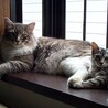 の写真