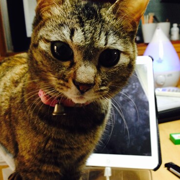 の写真