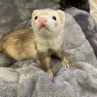 1歳女の子健康体で可愛いお顔！