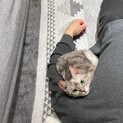 アメリカンショート２匹