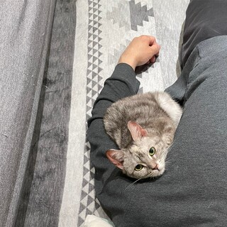 アメリカンショート２匹