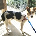 生後7~8か月くらい中型犬仔犬 女の子里親募集