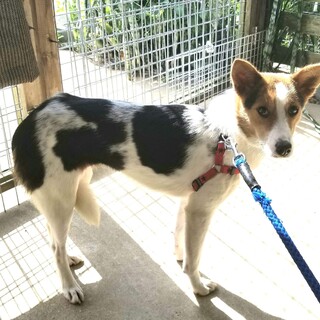 生後7~8か月くらい中型犬仔犬 女の子里親募集
