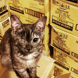 ねこフェス!保護ねこ譲渡会inにしのみや サムネイル2