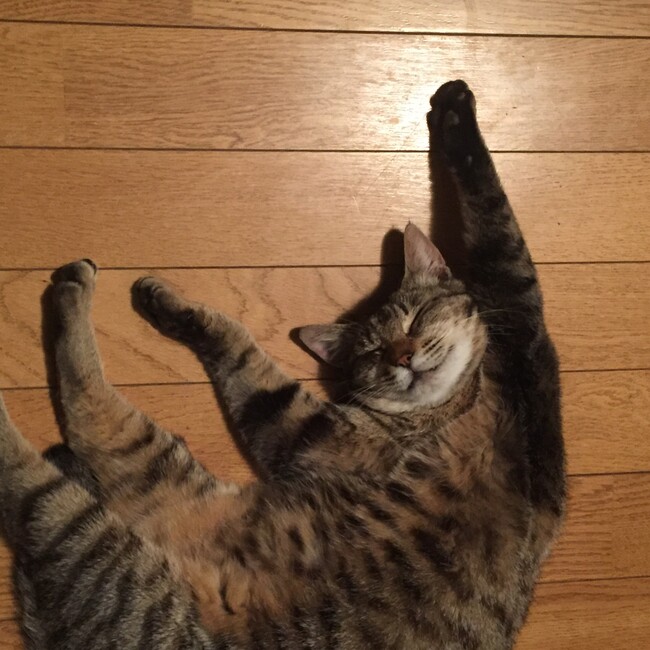 きくゆりのカバー写真