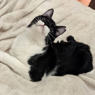 愛情深い　ねこ　つぐみちゃん