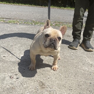 フレブルの女の子(一旦停止)