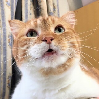 ぽっちゃりなスコティッシュ、こてつ君❤️