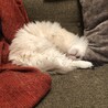 nekoyaka