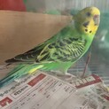 セキセイインコ1歳【ノーマル・臆病な性格】
