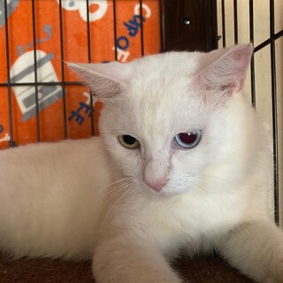 美猫のオッドアイ