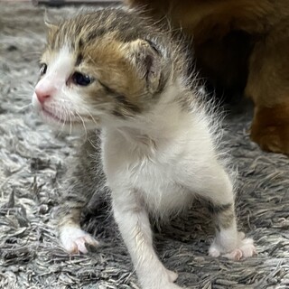 子猫(生後20日ほど)女の子