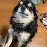 いつもおやつをねだってきます。