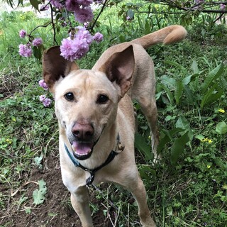 スマートで大きな男の子