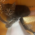 子猫　1ヶ月くらい