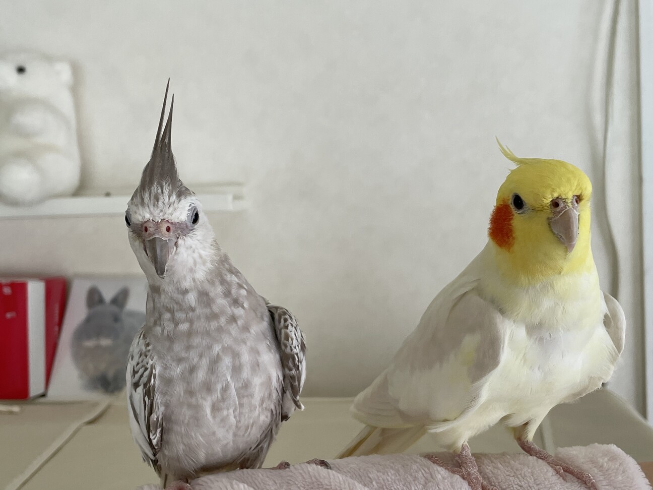オカメインコ ペア 手乗りです 千葉県 鳥の里親募集 ペットのおうち 月間利用者150万人