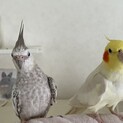 オカメインコ　ペア　手乗りです