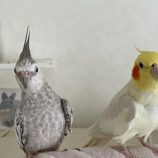 オカメインコ　ペア　手乗りです