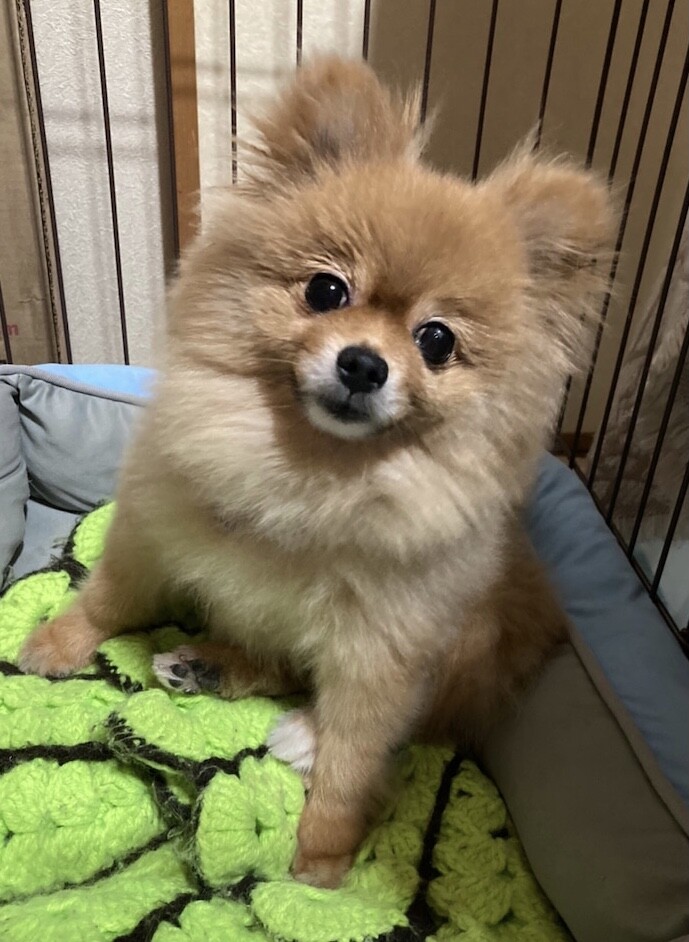 ポメラニアン 小春 推定5歳 千葉県 犬の里親募集 ペットのおうち 月間利用者150万人