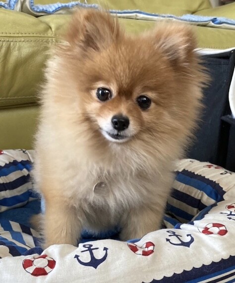 ポメラニアン 小春 推定5歳 千葉県 犬の里親募集 ペットのおうち 月間利用者150万人