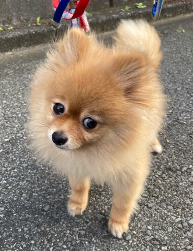 ポメラニアン 小春 推定5歳 千葉県 犬の里親募集 ペットのおうち 月間利用者150万人