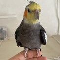 オカメインコ　手乗りです