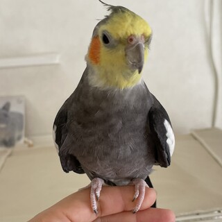 オカメインコ　手乗りです